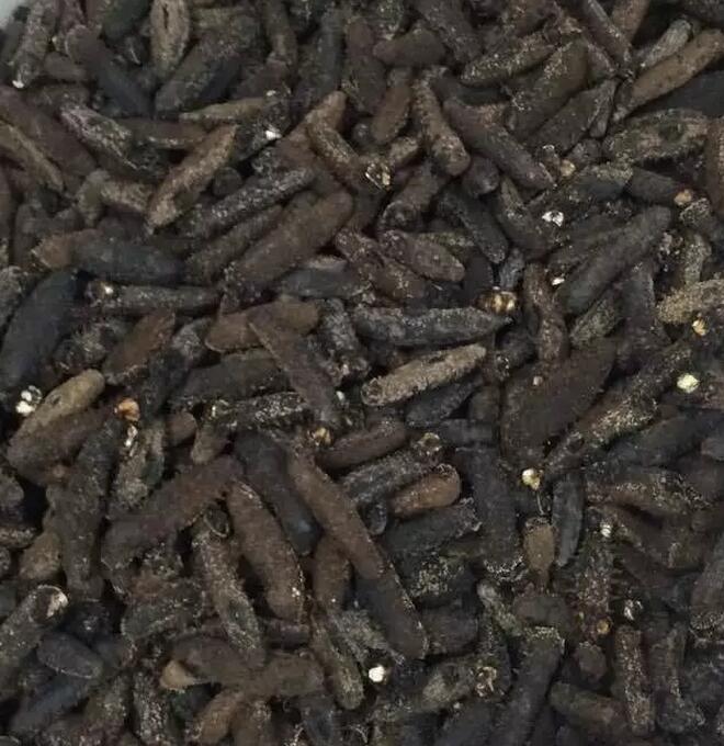 带您了解世界海参,你知道全球有多少种鲨鱼吗