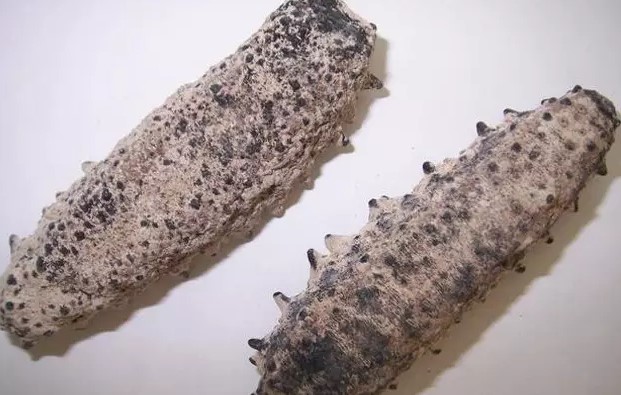 带您了解世界海参,你知道全球有多少种鲨鱼吗