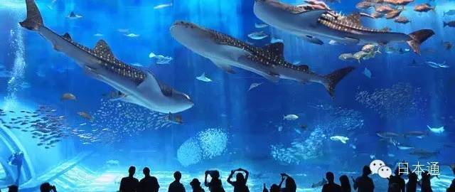 千万不要去的岛,去冲绳的7大理由看完立刻想出发