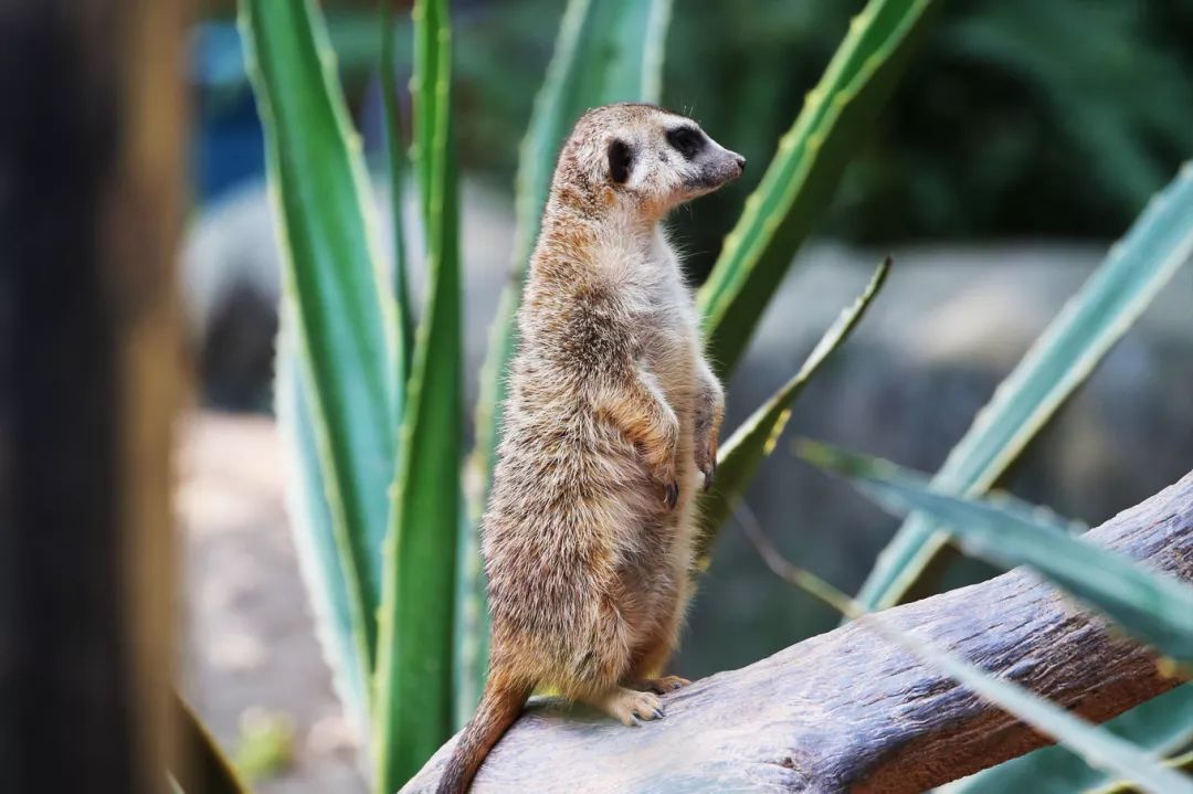 广州长隆野生动物园亲子跟拍,爸爸去哪儿广州长隆野生动物园