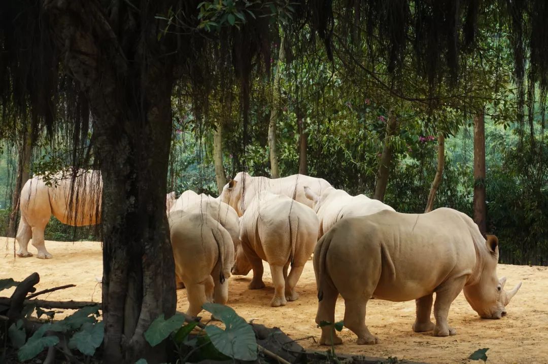 广州长隆野生动物园亲子跟拍,爸爸去哪儿广州长隆野生动物园