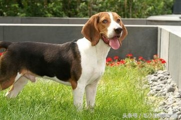 狗比格,比格狗长什么样子