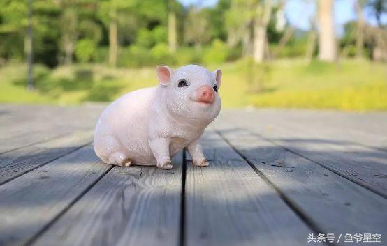 83年出生生肖猪2022年运势大全,2019年出生的属相猪运势