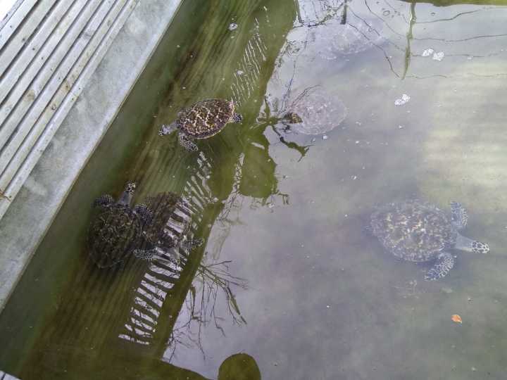 汤加和斐济哪个国家大,斐济国家主产什么