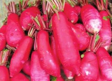 冬吃萝卜夏吃姜如今吃萝卜正当季,冬吃萝卜夏吃姜这样吃萝卜很健康