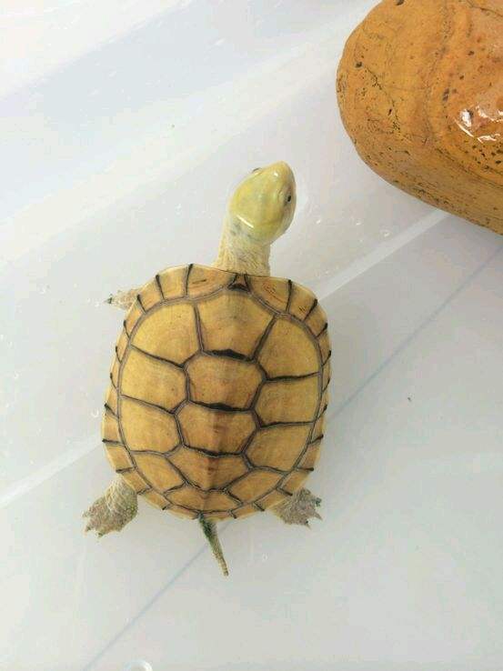 黄喉龟养殖方法和注意事项,黄喉小青龟饲养