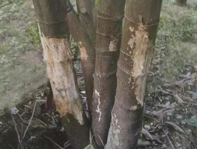 柑橘脚腐病防治视频,柑橘脚腐病是什么原因