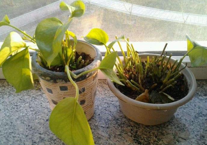 下雪天植物怎样防冻,下雪天月季怎么办