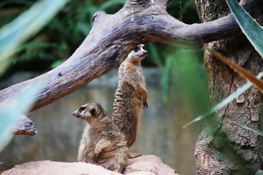 广州长隆野生动物园亲子跟拍,爸爸去哪儿广州长隆野生动物园