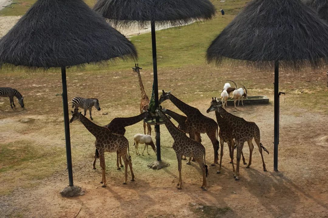 广州长隆野生动物园亲子跟拍,爸爸去哪儿广州长隆野生动物园