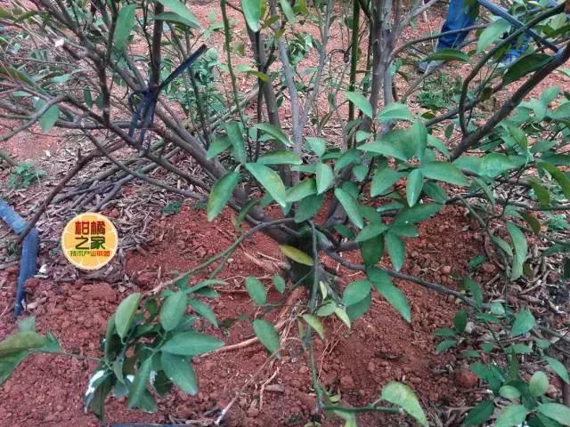 柑橘常见病害及防治方法,铜氨合剂能防治柑橘病害么