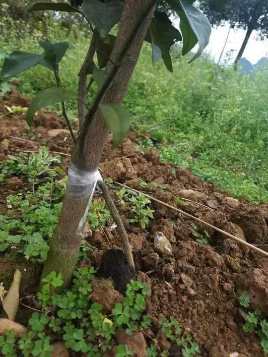 柑橘常见病害及防治方法,铜氨合剂能防治柑橘病害么