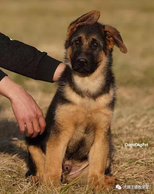 寰峰浗stg44绐佸嚮姝ユ灙,寰峰浗sg4椹厠