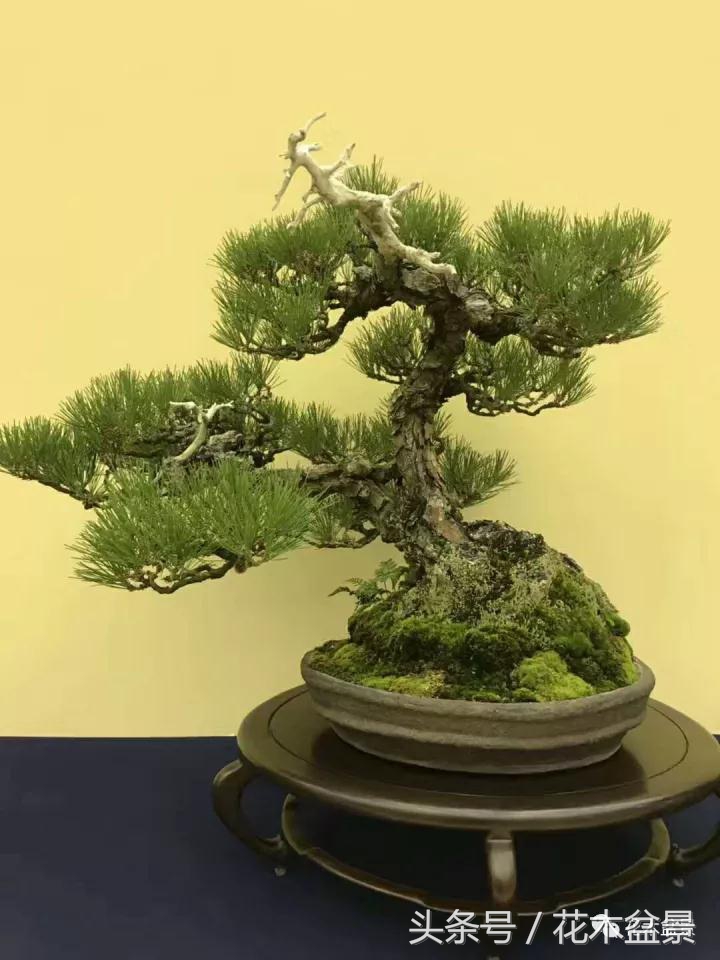 制作黑松高杆盆景之要领,黑松盆景用深盆还是用浅盆