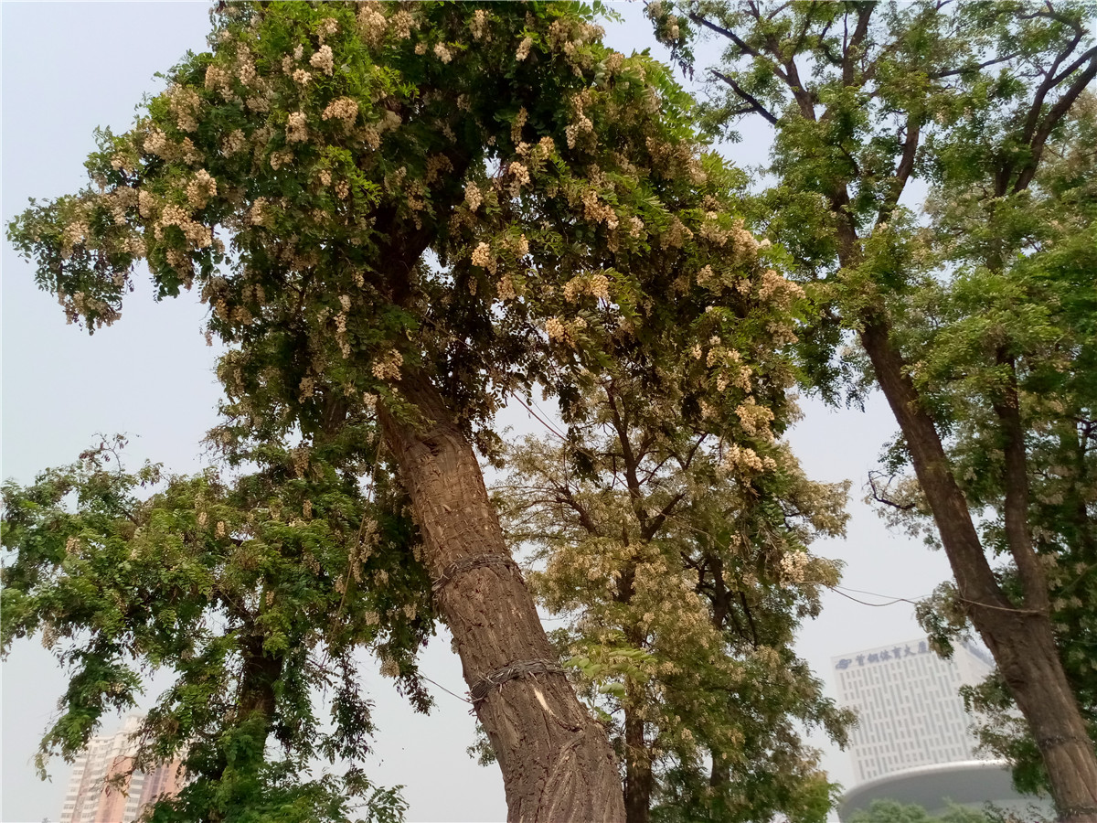 金立w2017翻盖手机价格,金立翻盖手机与三星哪个好