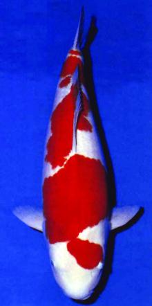 一条50斤的锦鲤市场价卖到近50万,一条锦鲤卖出一千五百万