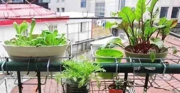 阳台种菜的方法和技巧大全集,阳台种菜的方法和步骤图