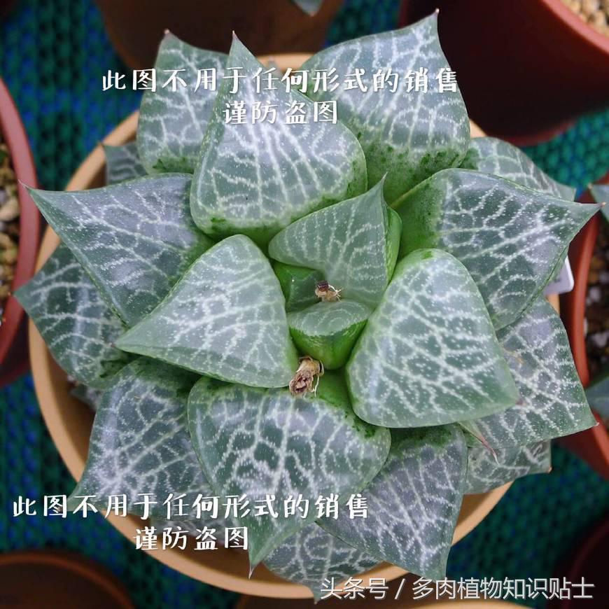 十二卷寿多肉养殖方法,十二卷寿的品种图鉴