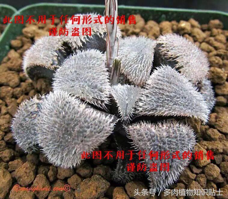 十二卷寿多肉养殖方法,十二卷寿的品种图鉴