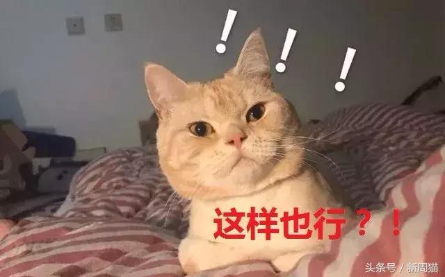 网上买的猫靠不靠谱,买猫最好到宠物店买还是到网上买
