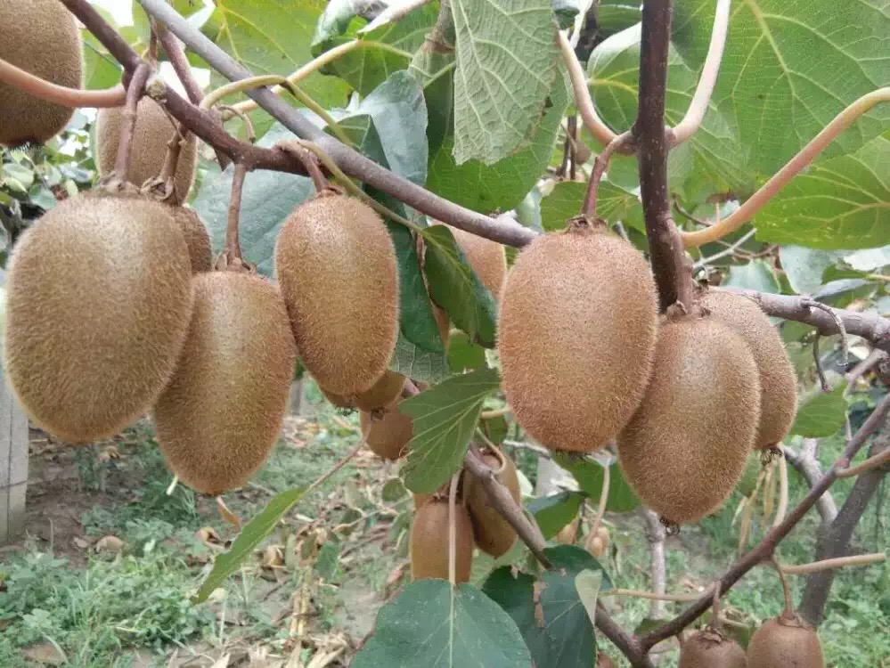 猕猴桃为什么又酸又涩,猕猴桃放软了还特别酸怎么回事