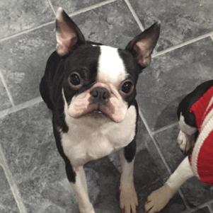 奢侈品牌猴年限量版,各大牌狗年限定