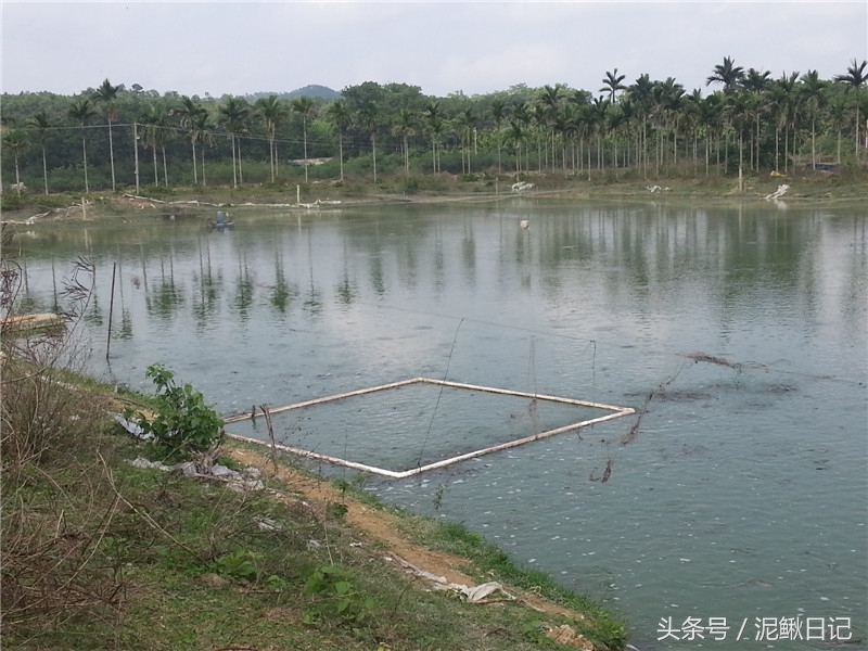 农村养泥鳅前景如何及方法,养泥鳅需要什么条件
