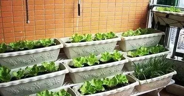 阳台种菜的方法和技巧大全集,阳台种菜的方法和步骤图