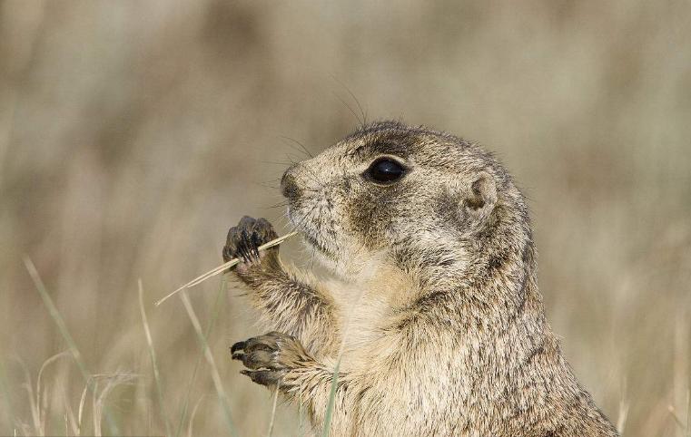 2022年生肖虎蛇运势完整版,生肖鼠与虎会怎么样