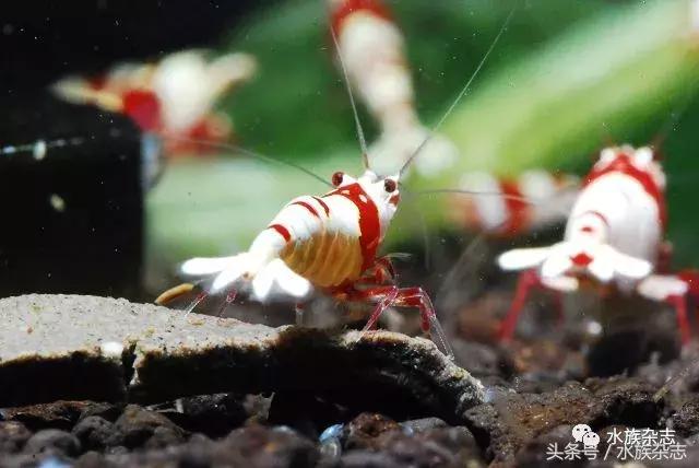 水晶虾是啥,水晶虾的习性和繁殖方法详解