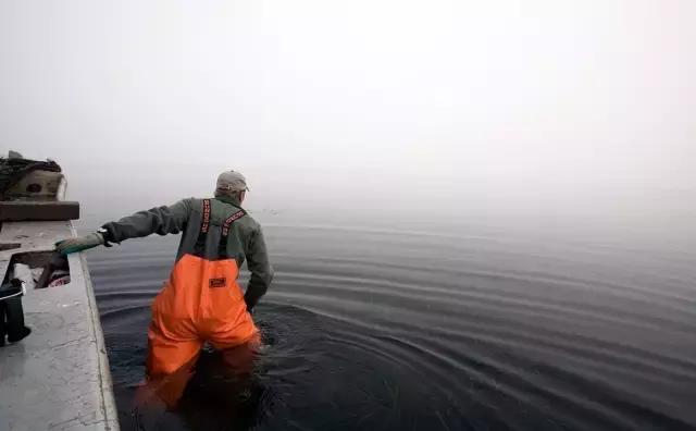 西雅图海边生蚝,全球最好吃的生蚝牡蛎