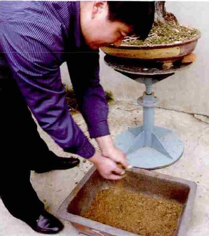 极品黑松盆景图片大全,黑松盆景春天怎么抹芽