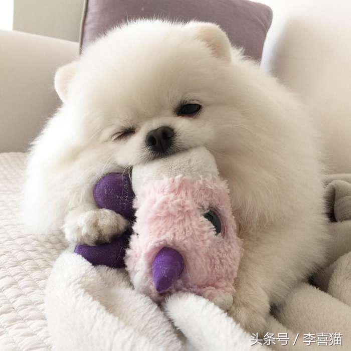 又是一只玩偶成精的汪星人，这甜美笑容简直萌到犯规！