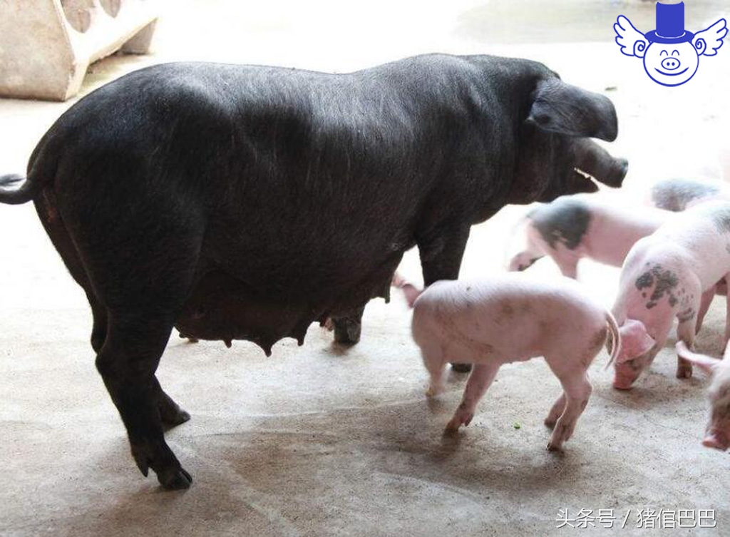 公猪母猪怎样分,如何选择公猪种