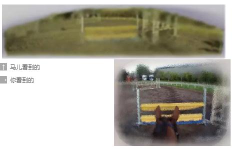 马的嗅觉听觉视觉,马的嗅觉怎么样