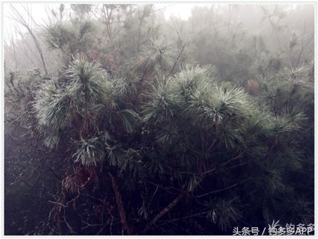 元旦出钓获大鲫，新年来个开门红