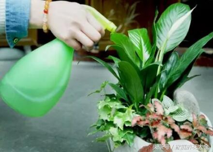 花卉施肥过多怎么办,花卉肥料放多怎么补救