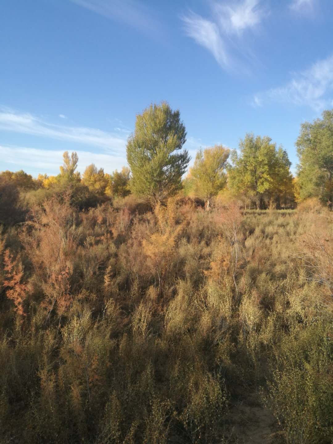 西北胡杨林旅游攻略,大西北环线胡杨林十日游