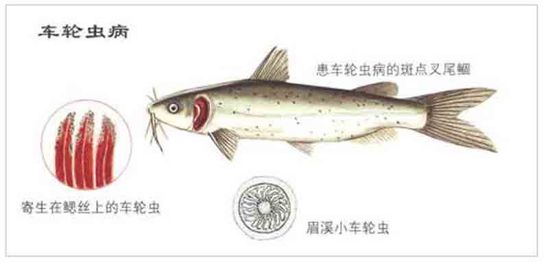 石斑鱼细菌感染用什么药治疗好,石斑鱼常见细菌病图片