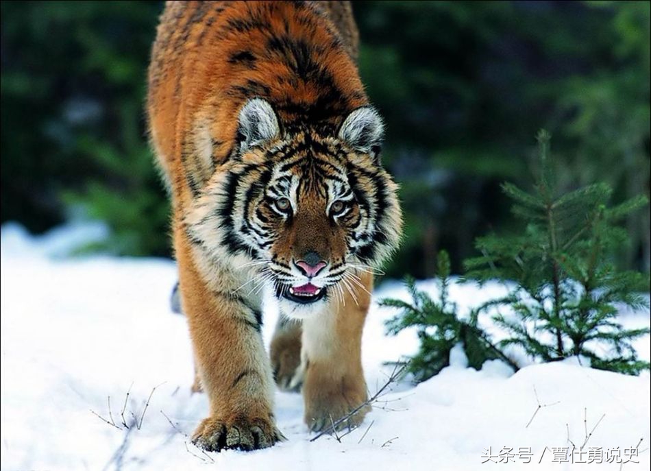 康熙的功与过到底哪个多,康熙能力到底有多强