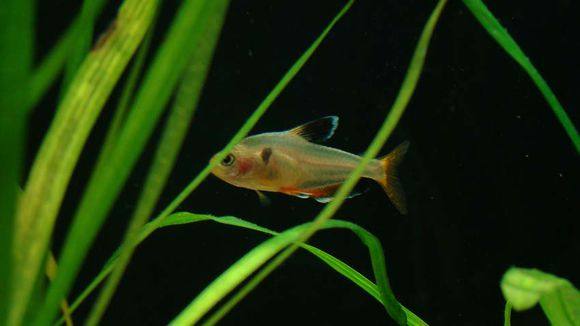 适合新手养的观赏鱼,适合新手养的淡水河豚