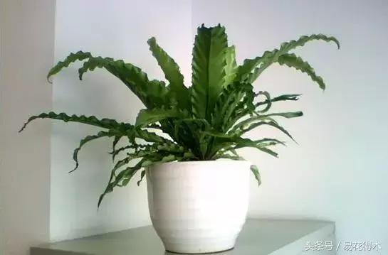 鸟巢蕨叶片发黄是什么原因,鸟巢蕨叶片怎么养护