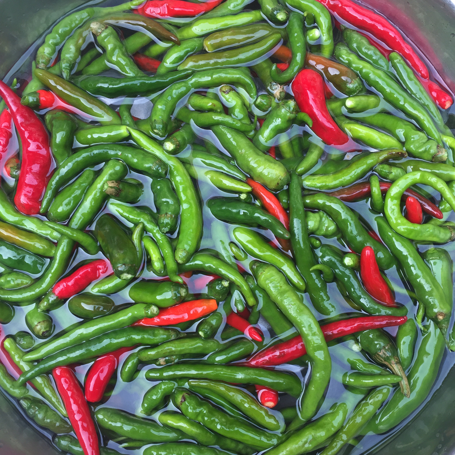 酱油腌辣椒黄瓜的做法,辣椒黄瓜咸菜教学视频