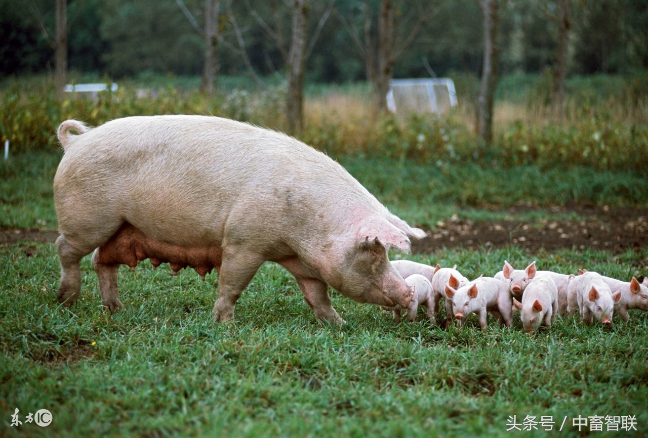 母猪子宫内膜炎发病原因是什么?如何防治母猪子宫内膜炎?