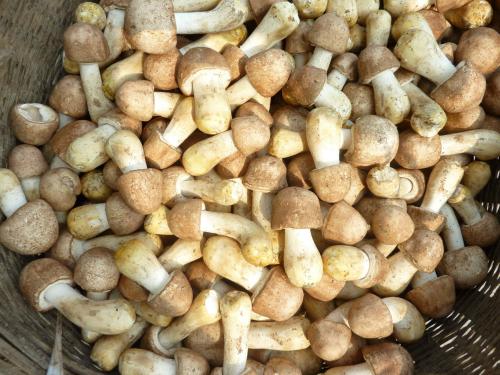 种植大棚一年收入15万元,一年种植20亩地能挣多少钱