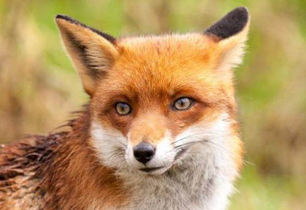 老人救了一只狐狸多年后知道真相,老人30年前救了一只狐狸