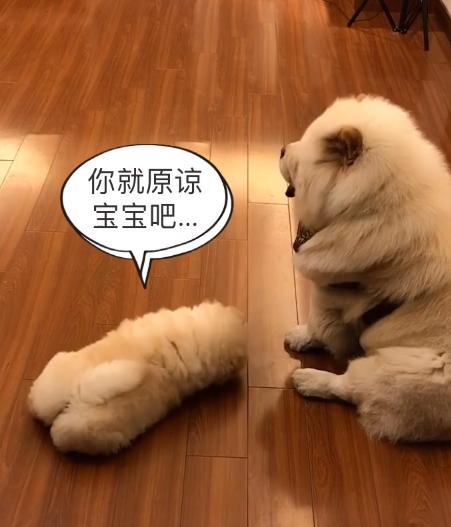 被大狗咬的小松狮,小松狮被一群狗撕咬