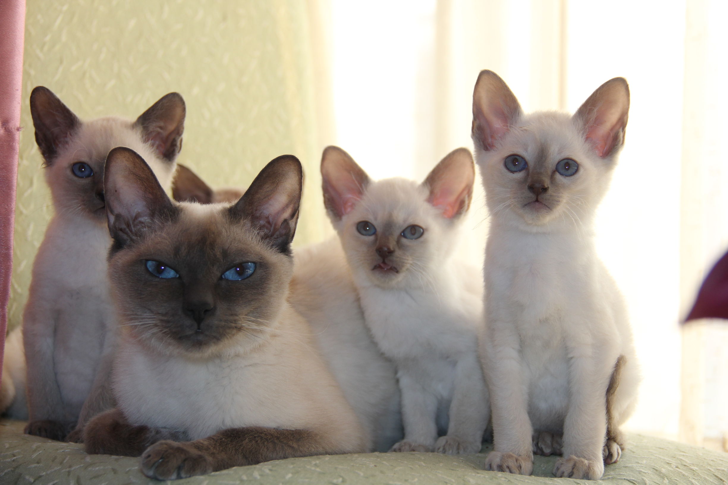 Cats愛初心Bengal家，独一无二卷毛暹罗猫