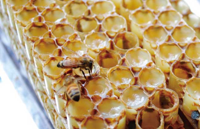 正宗东北蜂王浆冻干粉多少钱一斤,蜂王浆是正宗的吗