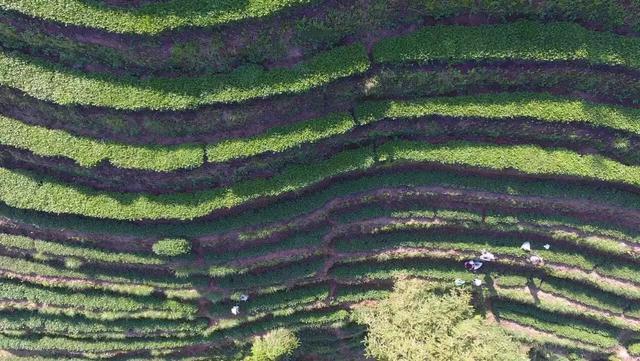 安溪铁观音真的好喝吗,铁观音不好喝为什么那么多人喜欢